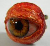 Realistic Life Size Human/zombie Eyeball