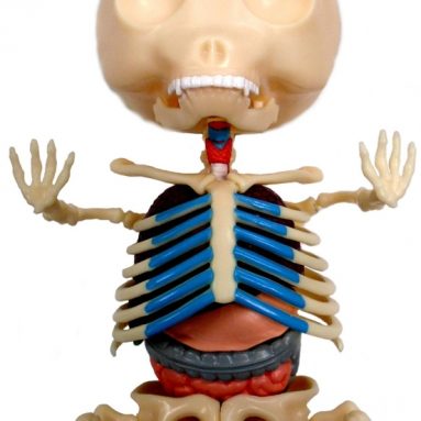 Red Gummi Bear Anatomy Model