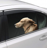 Riders Golden Retriever Window Cling