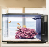 Saltwater Aquarium