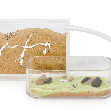 Sand Ant Farm Basic (Anthill, Formicarium, Educational, Ants)