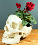 Skull Design Desk and Room Tidy