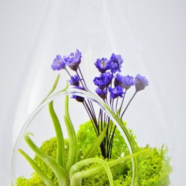 Small Air Plant Terrarium Kit