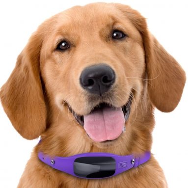 Smart Dog Collar