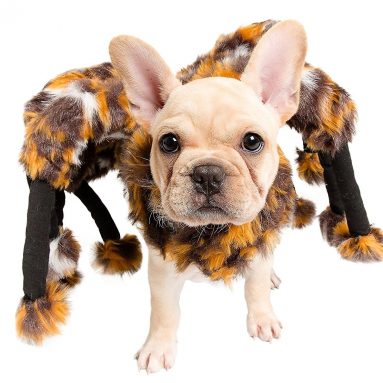 Spider Dog Costume