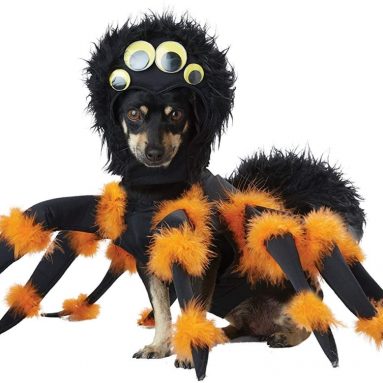 Spider Pup Costume for Pets
