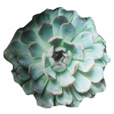 Succulent Accent Pillow
