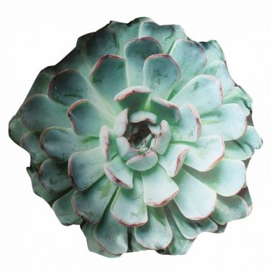 Succulent Accent Pillow