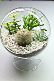 Succulent Cactus Terrarium