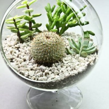 Succulent Cactus Terrarium