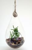 Succulent Teardrop Terrarium Kit