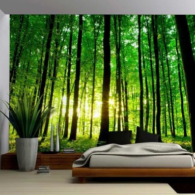 Sun Shining Through a Tall Tree Forest