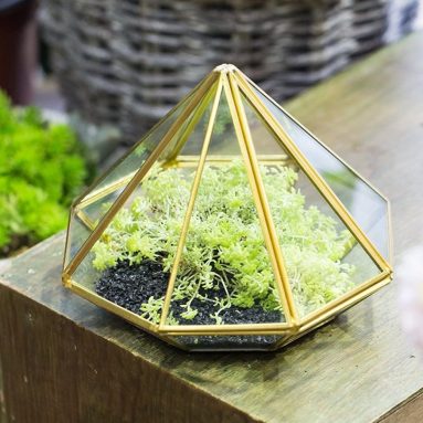 Tabletop Desk Succulent Fern Moss Plant Display Terrarium