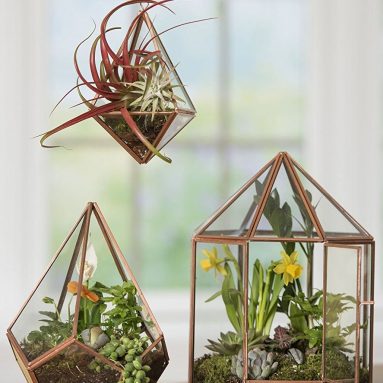 Tabletop Terrarium