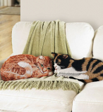 Tapestry Orange Tabby Cat Throw Pillow