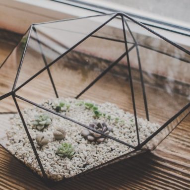 Terrarium Large Strange shape