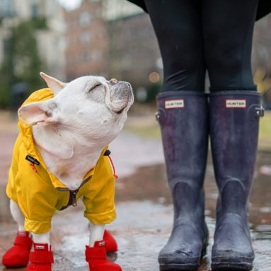 The Dog’s Wellington Boots