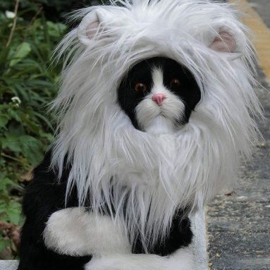 Lion Mane Wig for Cats