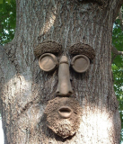 Tree Face