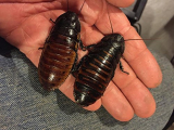 Two Adult Madagascar hissing Cockroaches