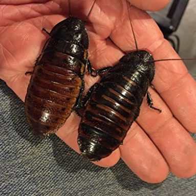 Two Adult Madagascar hissing Cockroaches