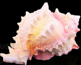 USB Conch Shell 3-Port Hub