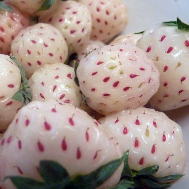 White Carolina Pineberry Plants