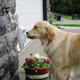 WaterDog Automatic Pet Fountain