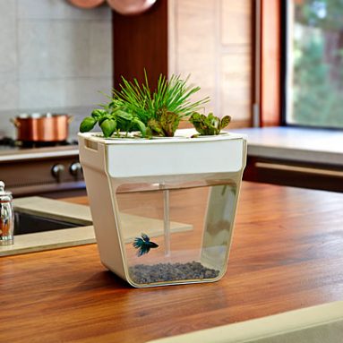 Aquaponics Fish Garden