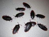 Roaches Prank Novelty Cockroach Bugs