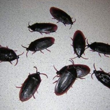 Roaches Prank Novelty Cockroach Bugs