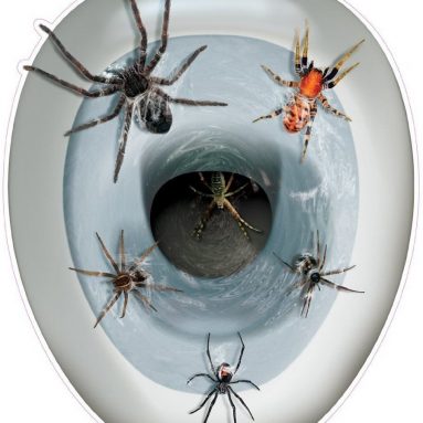 75% Discount: Spider Toilet Topper Peel ‘N Place