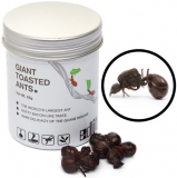 Edible Giant Toasted Leafcutter Ants