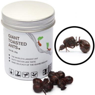 Edible Giant Toasted Leafcutter Ants
