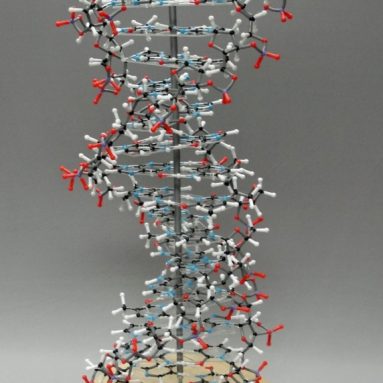DNA 17 Base Pair Atomic Molecular Model Kit
