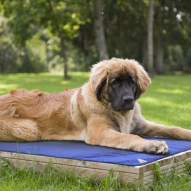 Evaporative Dog Cooling Mats