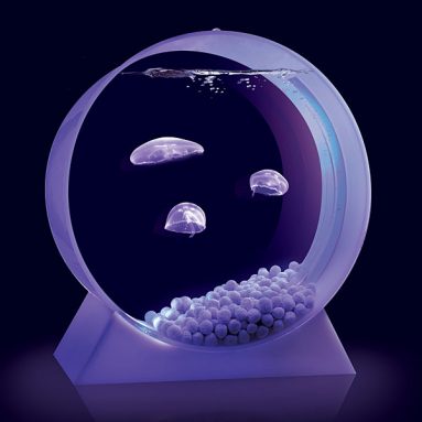 Desktop Jellyfish Tank