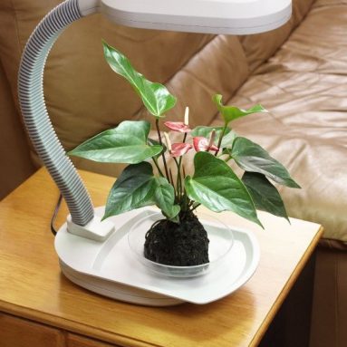 Desk Top Plant Light with Built-In Tray