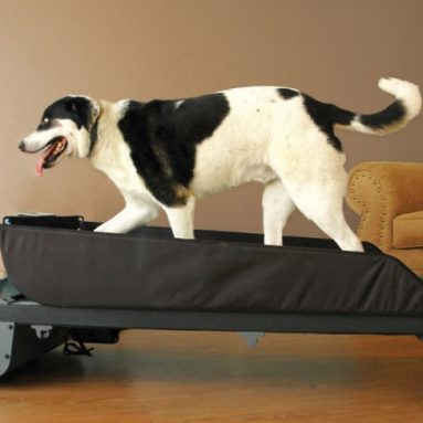 The Canine Treadmill