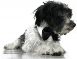 Platinum Pets Formal Dog Bow Tie and Collar