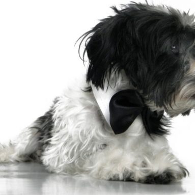 Platinum Pets Formal Dog Bow Tie and Collar