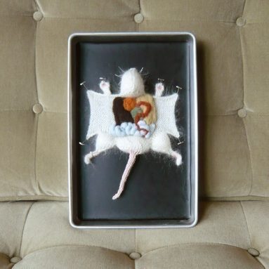 Knitted Lab Rat in an actual dissection tray