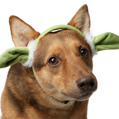 Star Wars Yoda Ears for Dogs