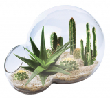 Desert Oasis Double Bubble Terrarium