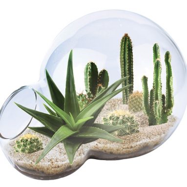 Desert Oasis Double Bubble Terrarium