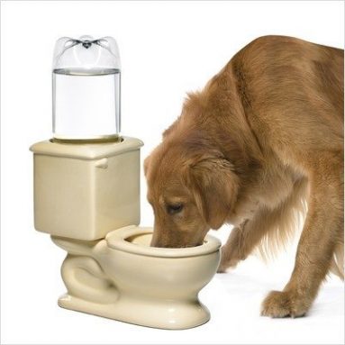 Dog Toilet Bowl