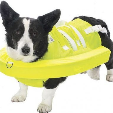 Canine Swim Safe
