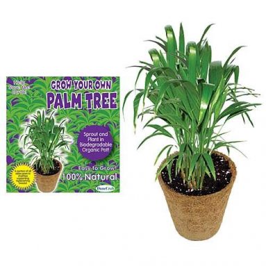 Grow your own palm tree in a biodegradable organic pot