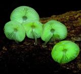 Glow in the Dark mushroom