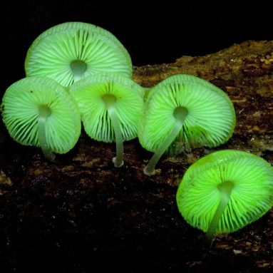 Glow in the Dark mushroom